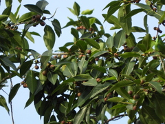 Ficus pertusa