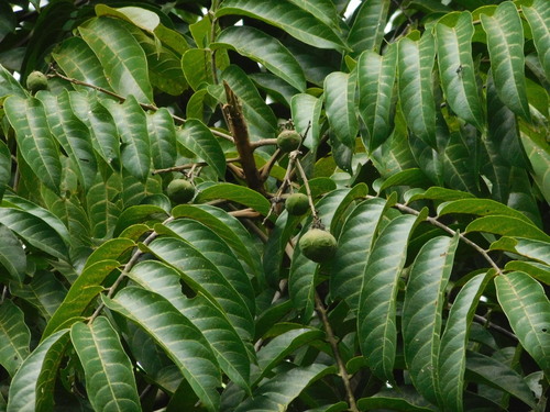 Image of Dracontomelon dao by (c) Ganjar Cahyadi, some rights reserved (CC BY)