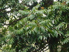 Dracontomelon dao, photograph (c) Ganjar Cahyadi, some rights reserved (CC BY)