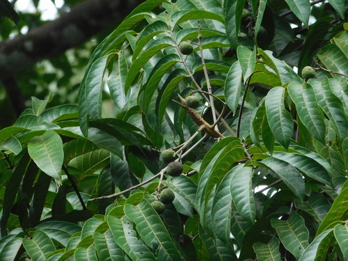 Image of Dracontomelon dao by (c) Ganjar Cahyadi, some rights reserved (CC BY)