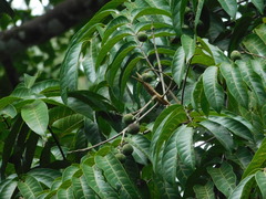 Dracontomelon dao, photograph (c) Ganjar Cahyadi, some rights reserved (CC BY)