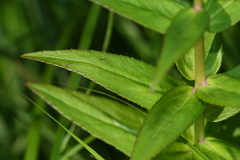 Lobelia sessilifolia