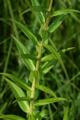 Lobelia sessilifolia