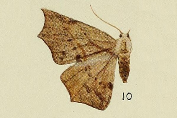 Polla acutaria