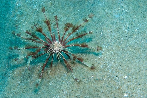 Mariametridae