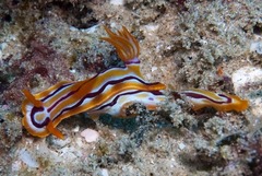 Hypselodoris regina