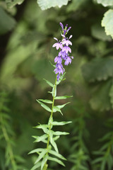 Lobelia sessilifolia