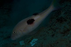 Parupeneus pleurostigma