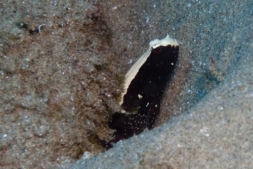 Cryptocentrus malindiensis