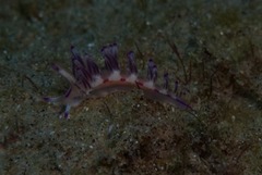 Flabellina