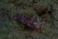 Flabellina