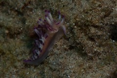 Flabellina