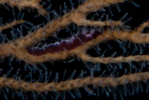 Pleurolidia juliae