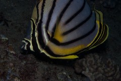 Chaetodon meyeri