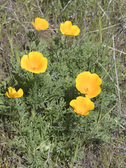 Eschscholzia californica californica