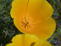 Eschscholzia californica californica