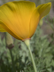 Eschscholzia californica californica