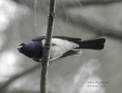 Myiagra cyanoleuca
