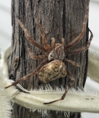 Backobourkia brouni