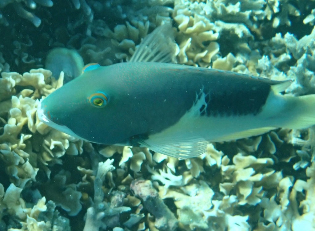 Anchor Trunkfish