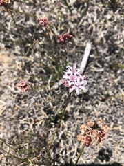 Nerine rehmannii