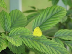 Eurema