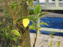 Eurema