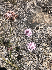 Nerine rehmannii