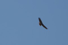 Buteo jamaicensis