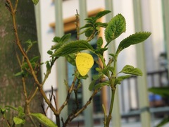 Eurema