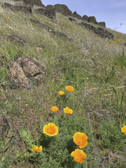 Eschscholzia californica californica
