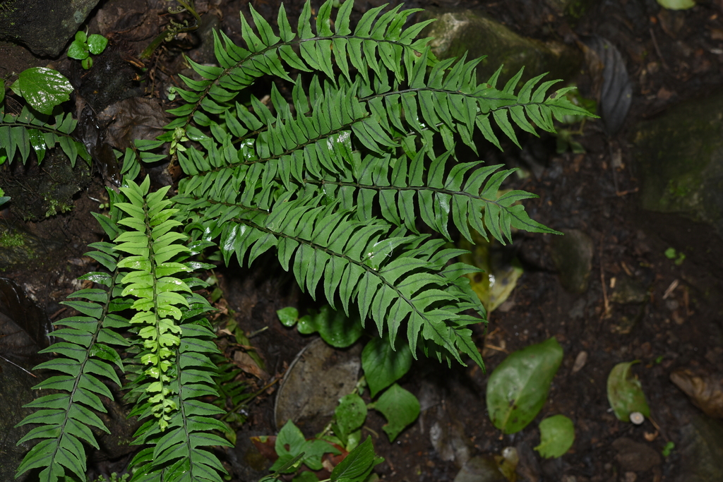 spear-shaped holly fern