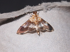 Aetholix flavibasalis