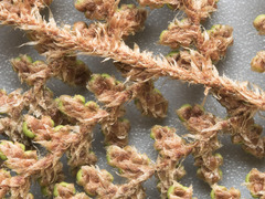 Myriopteris covillei