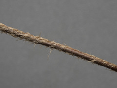 Myriopteris covillei