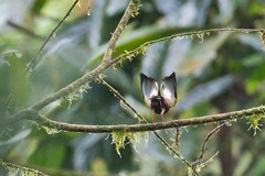 Machaeropterus deliciosus