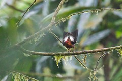 Machaeropterus deliciosus