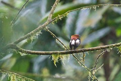 Machaeropterus deliciosus