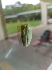 Pelodryadidae