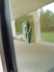 Pelodryadidae