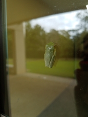 Pelodryadidae
