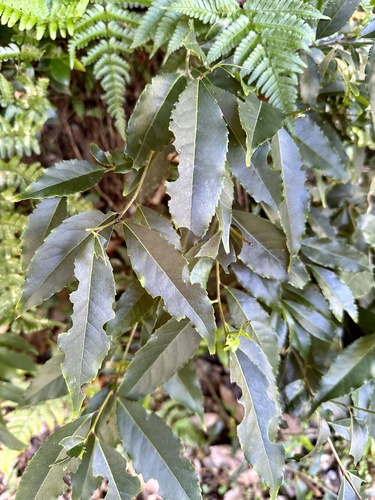 Ilex chinensis