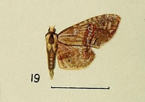Rhodoneura oxydata