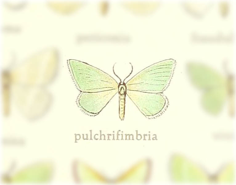 Omphacodes pulchrifimbria