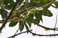 Chlorophonia flavirostris