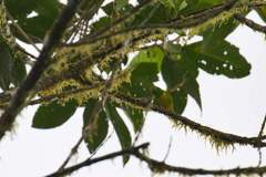 Chlorophonia flavirostris