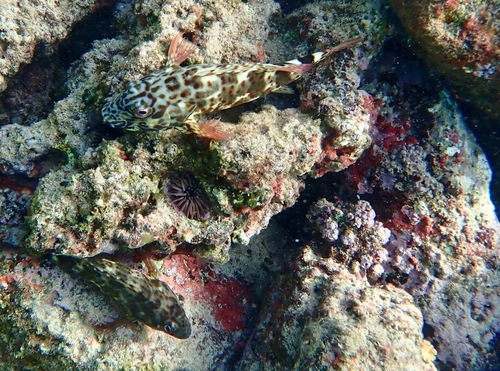 Hard-headed hawk fish (Cirrhitus pinnulatus) — Cirrhitidae — 4