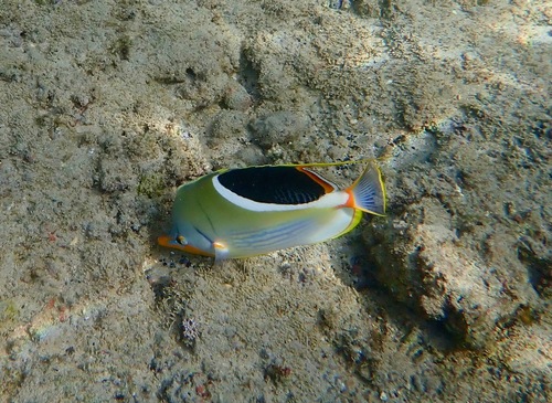 Blackblotch butterflyfish (Chaetodon ephippium) — Chaetodontidae — 5