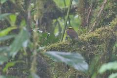 Silvicultrix diadema