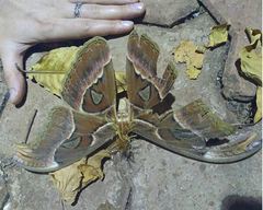 Attacus taprobanis